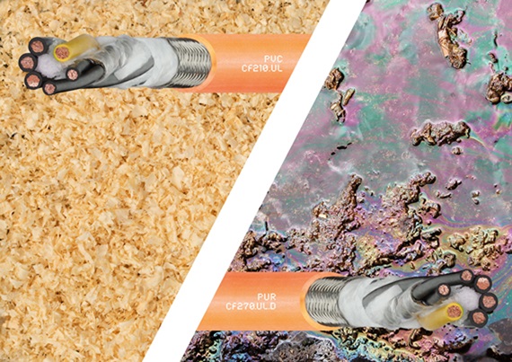 Seminário online CF