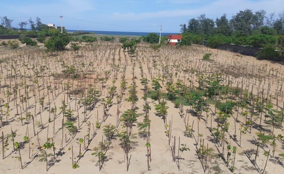 3000 árvores plantadas em Mahabalipuram, Tamil Nadu
