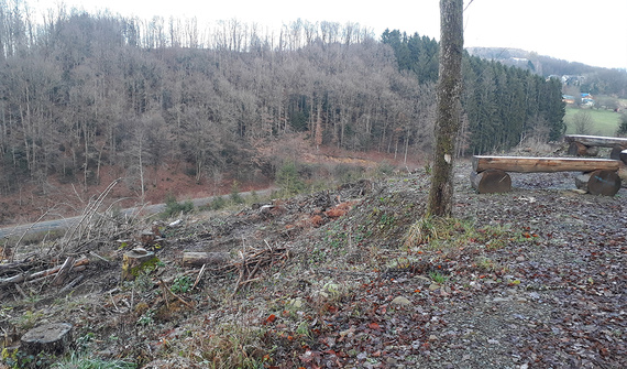 Futura área de reflorestação na floresta comunitária Lindlar